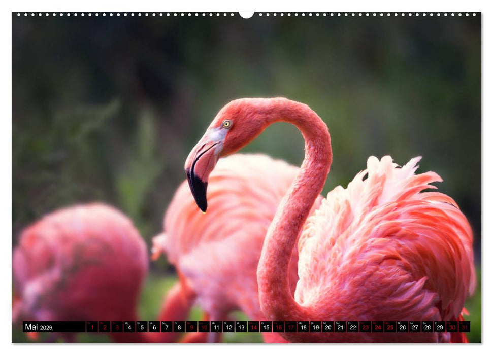 Wild Animals - Wilde Tiere (CALVENDO Wandkalender 2026)