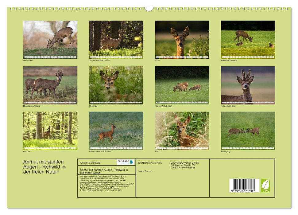 Anmut mit sanften Augen - Rehwild in der freien Natur (CALVENDO Premium Wandkalender 2026)