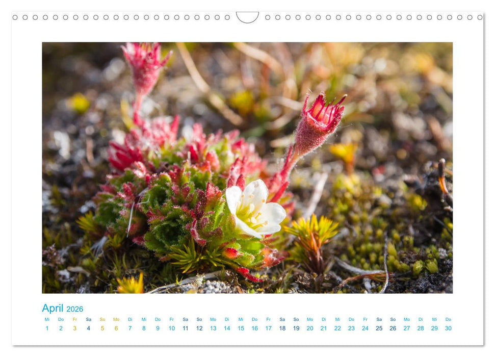 Spitzbergen - Landschaft - Eis - Tierwelt (CALVENDO Wandkalender 2026)