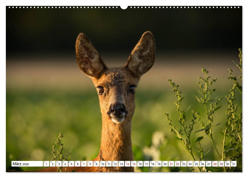 Anmut mit sanften Augen - Rehwild in der freien Natur (CALVENDO Wandkalender 2026)