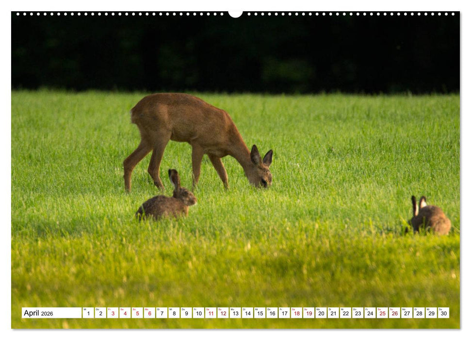 Anmut mit sanften Augen - Rehwild in der freien Natur (CALVENDO Wandkalender 2026)