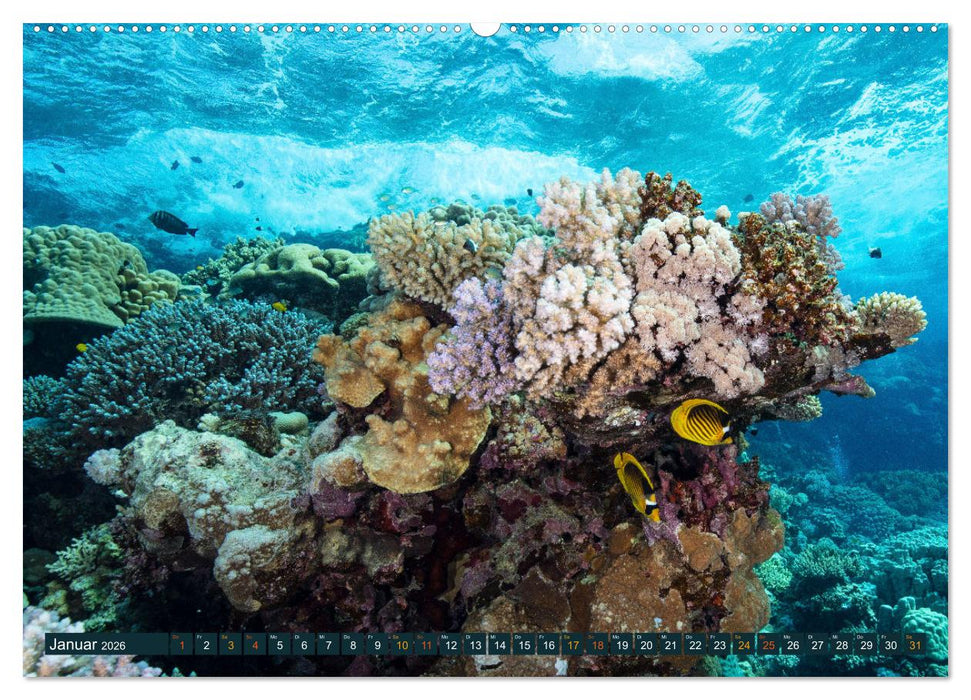 Tauchen, Fische und Meer (CALVENDO Premium Wandkalender 2026)