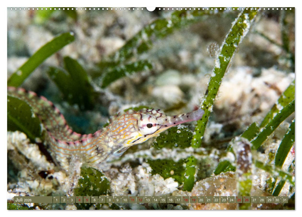 Tauchen, Fische und Meer (CALVENDO Premium Wandkalender 2026)