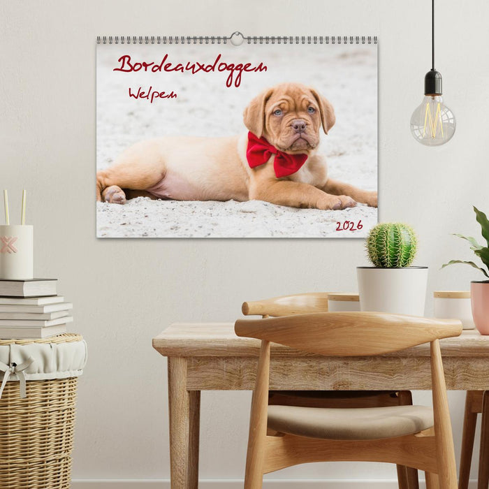 Bordeauxdoggen Welpen (CALVENDO Wandkalender 2026)
