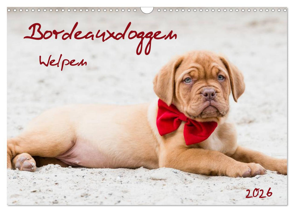 Bordeauxdoggen Welpen (CALVENDO Wandkalender 2026)