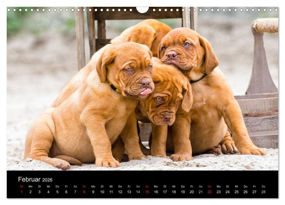 Bordeauxdoggen Welpen (CALVENDO Wandkalender 2026)