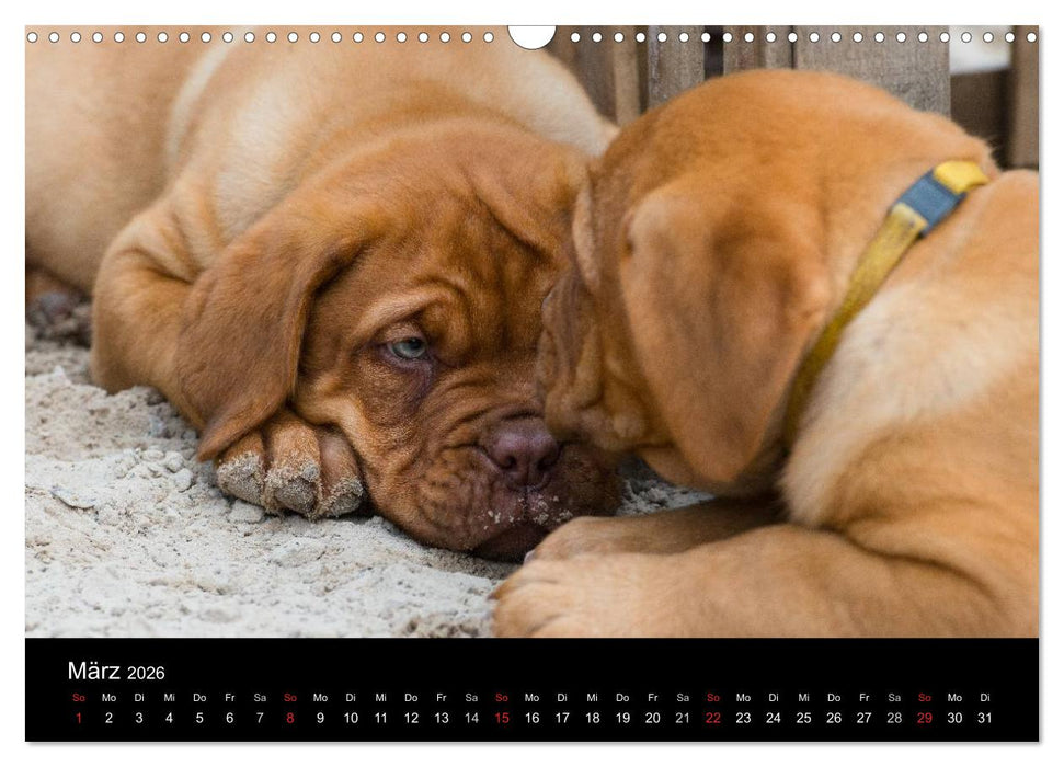 Bordeauxdoggen Welpen (CALVENDO Wandkalender 2026)