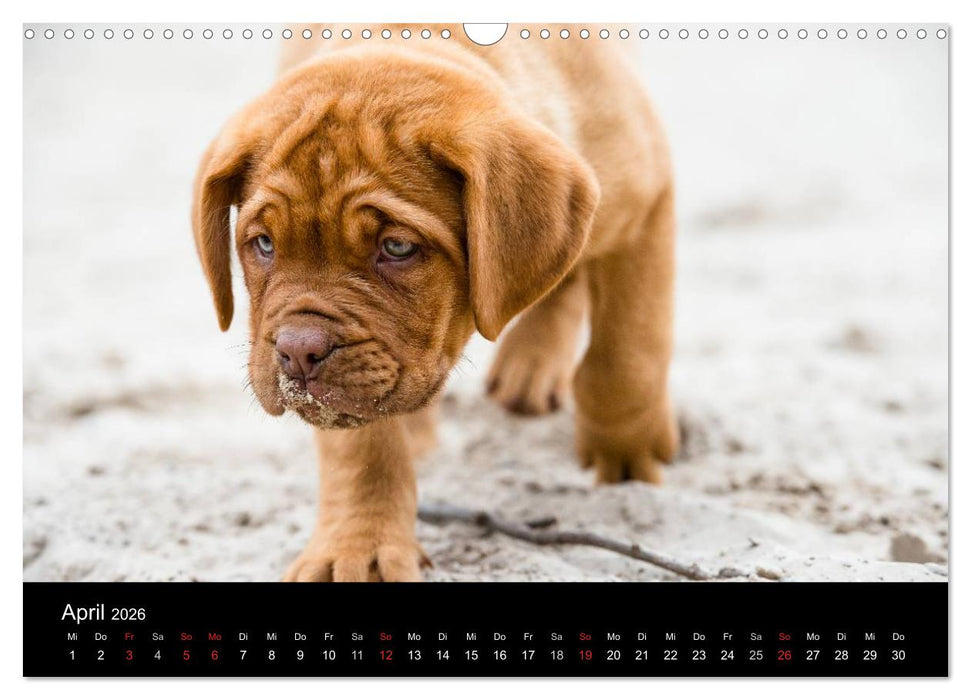 Bordeauxdoggen Welpen (CALVENDO Wandkalender 2026)