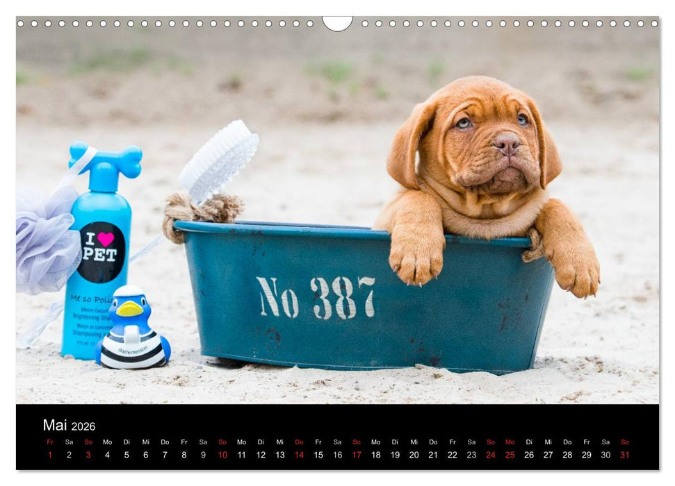 Bordeauxdoggen Welpen (CALVENDO Wandkalender 2026)