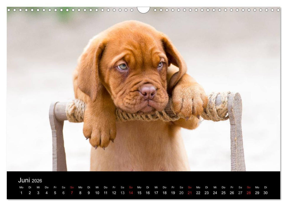 Bordeauxdoggen Welpen (CALVENDO Wandkalender 2026)