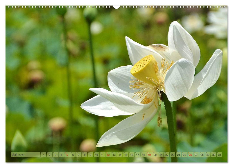 Träum dich nach Mauritius (CALVENDO Premium Wandkalender 2026)