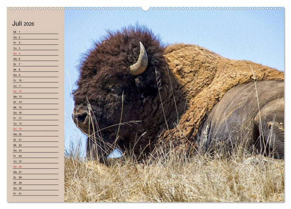 Büffel. Wisent und Bison (CALVENDO Premium Wandkalender 2026)