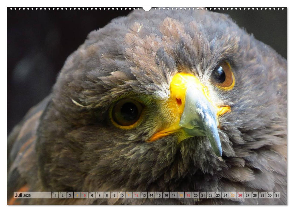 Majestätische Greifvögel (CALVENDO Premium Wandkalender 2026)