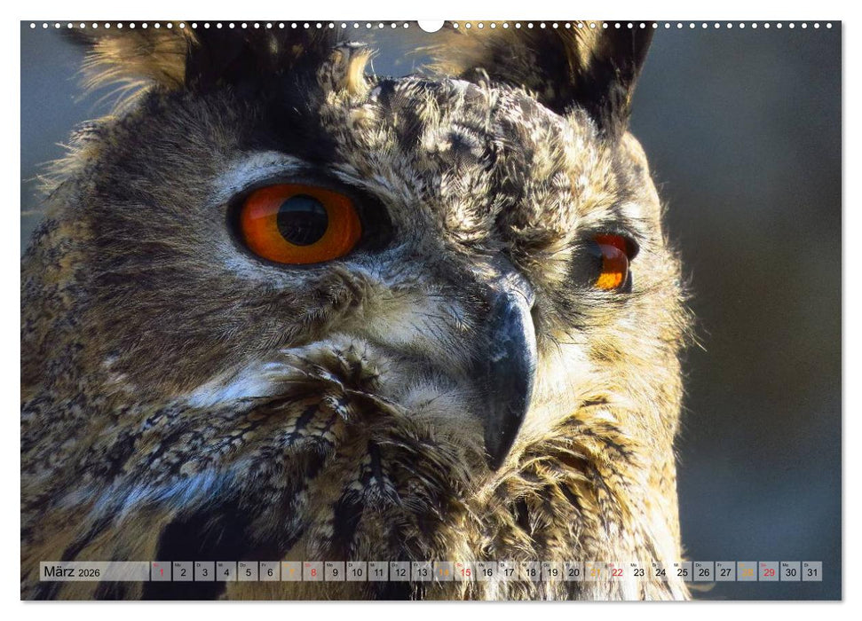 Majestätische Greifvögel (CALVENDO Wandkalender 2026)