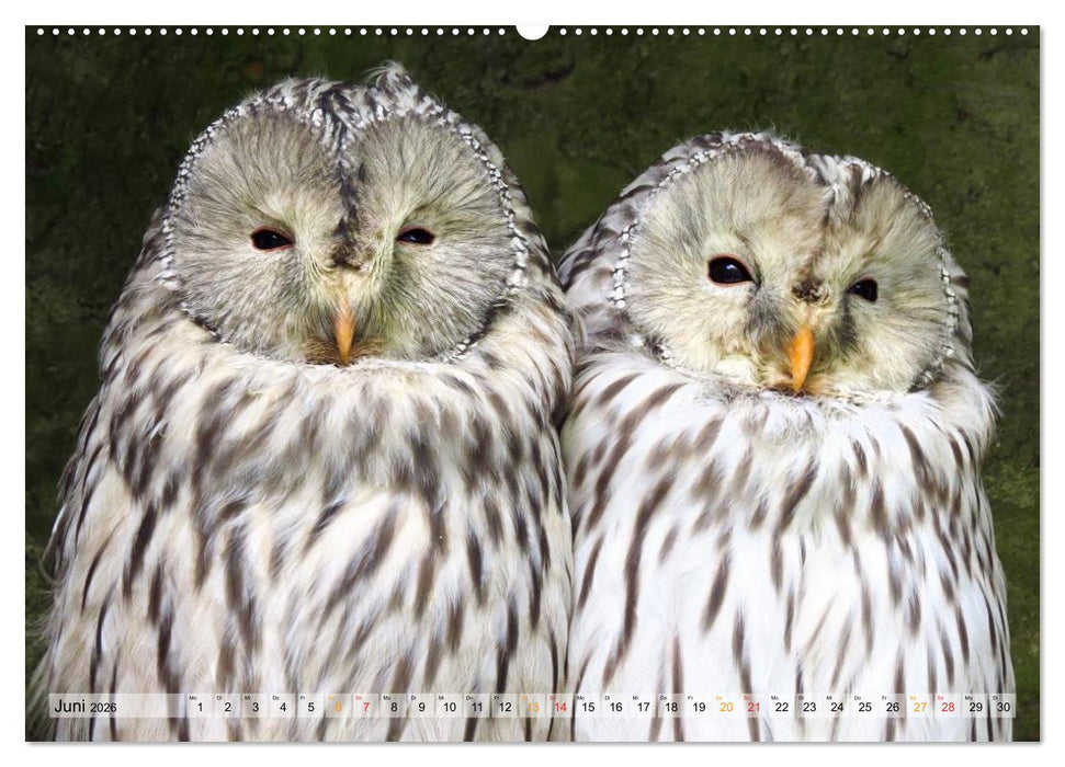 Majestätische Greifvögel (CALVENDO Wandkalender 2026)