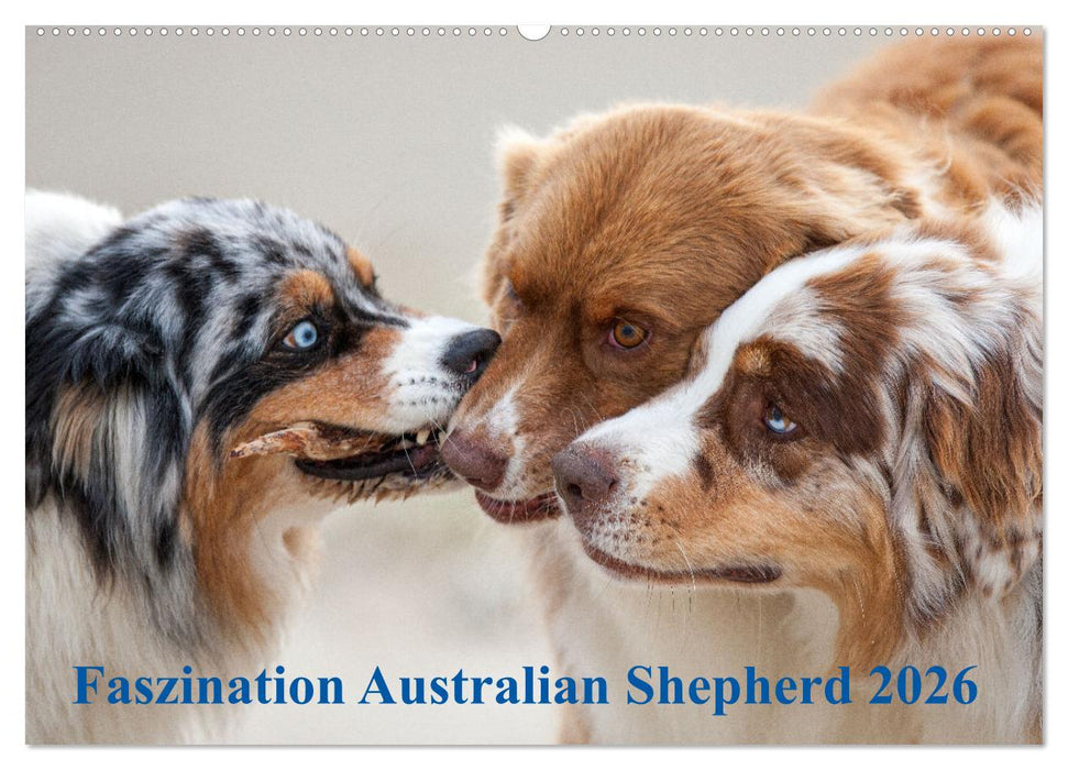Australian Shepherd 2026 (CALVENDO Wandkalender 2026)