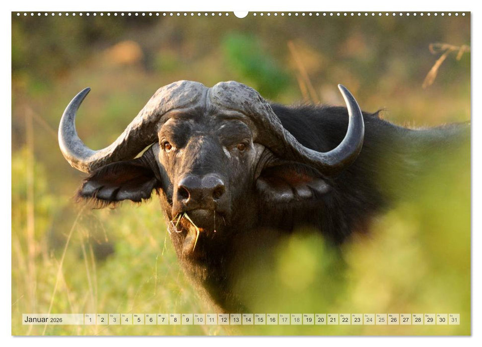 Afrikas Tierwelt Christian Heeb (CALVENDO Premium Wandkalender 2026)