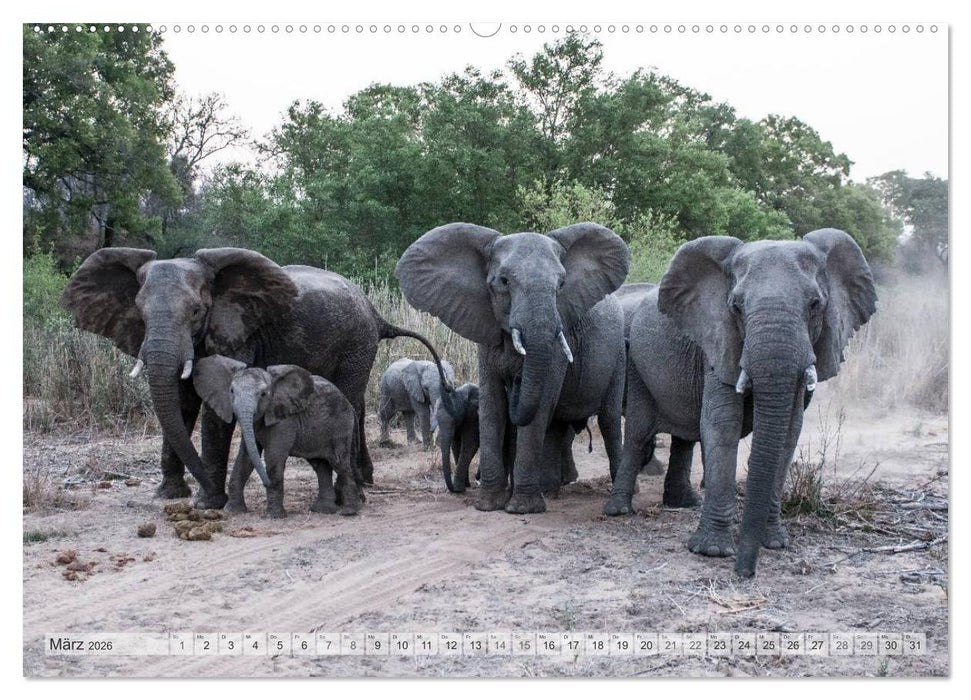 Afrikas Tierwelt Christian Heeb (CALVENDO Premium Wandkalender 2026)