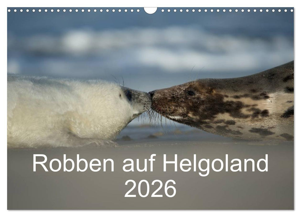Robben auf Helgoland 2026 (CALVENDO Wandkalender 2026)
