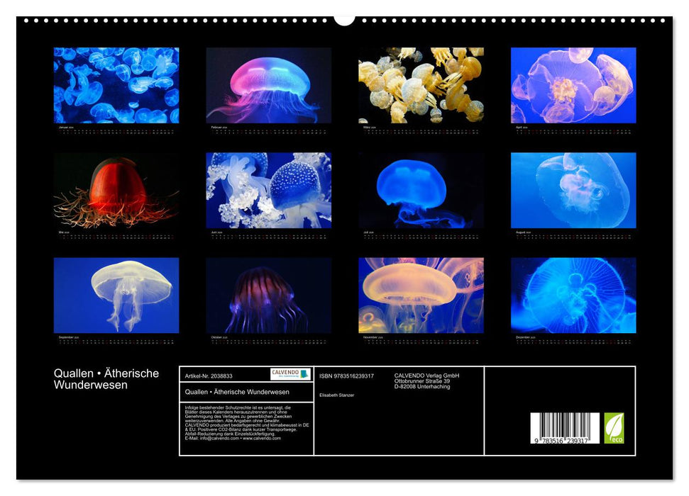Quallen • Ätherische Wunderwesen (CALVENDO Premium Wandkalender 2026)
