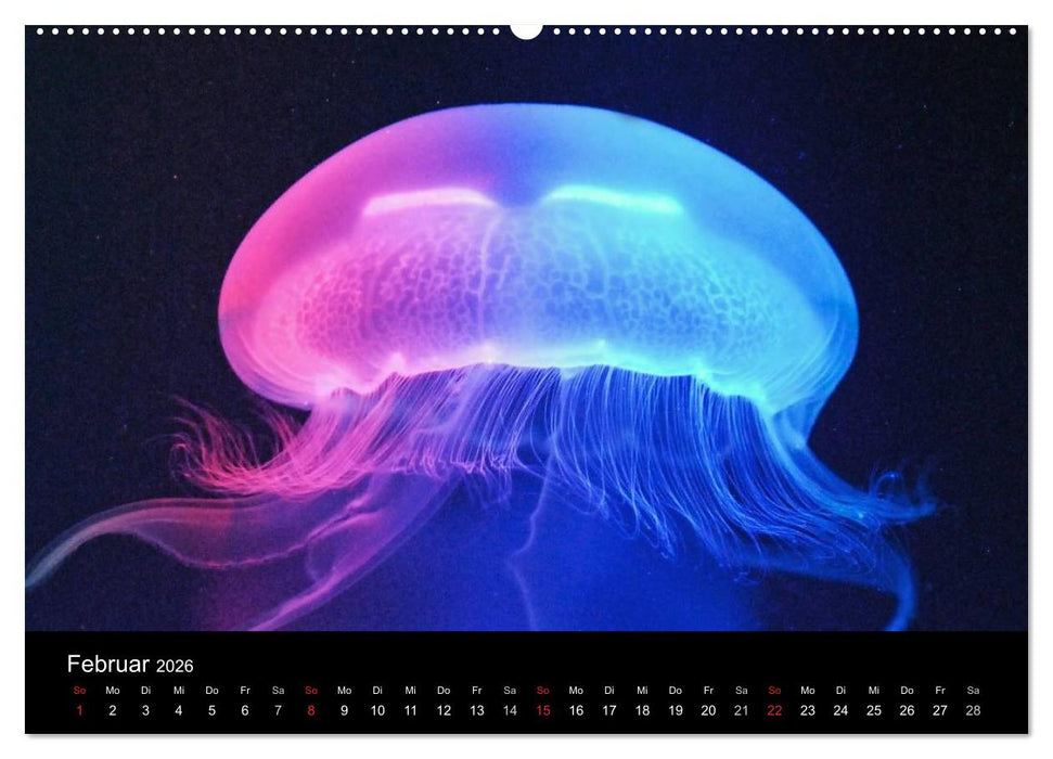 Quallen • Ätherische Wunderwesen (CALVENDO Premium Wandkalender 2026)