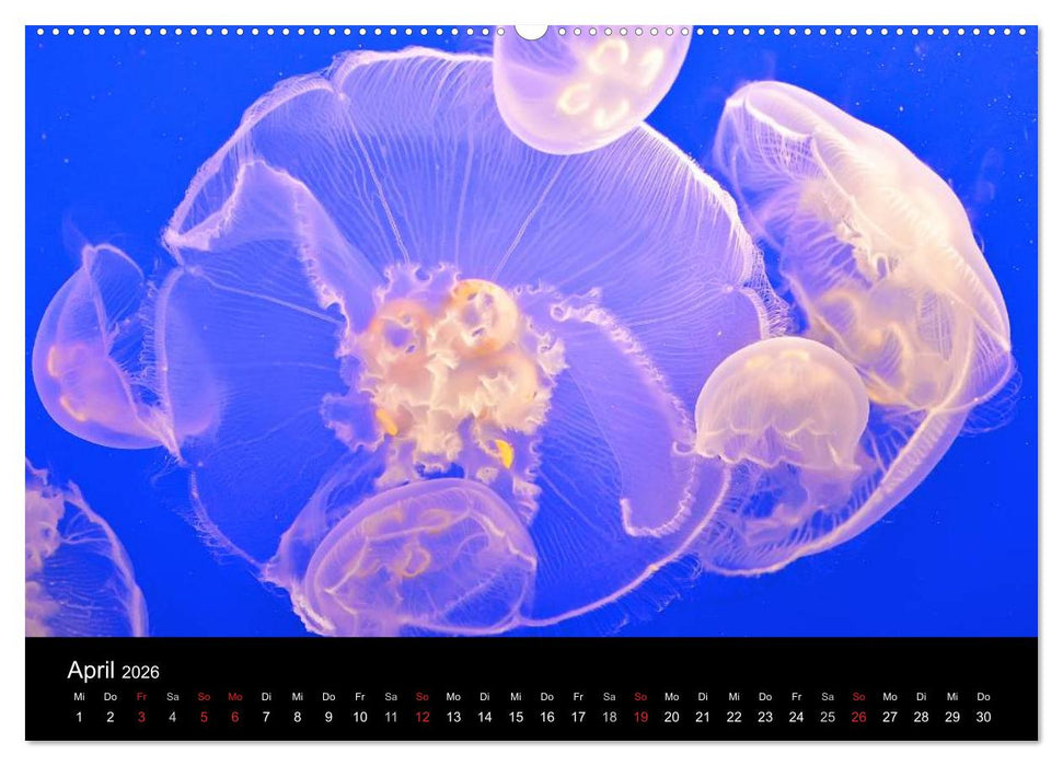 Quallen • Ätherische Wunderwesen (CALVENDO Premium Wandkalender 2026)