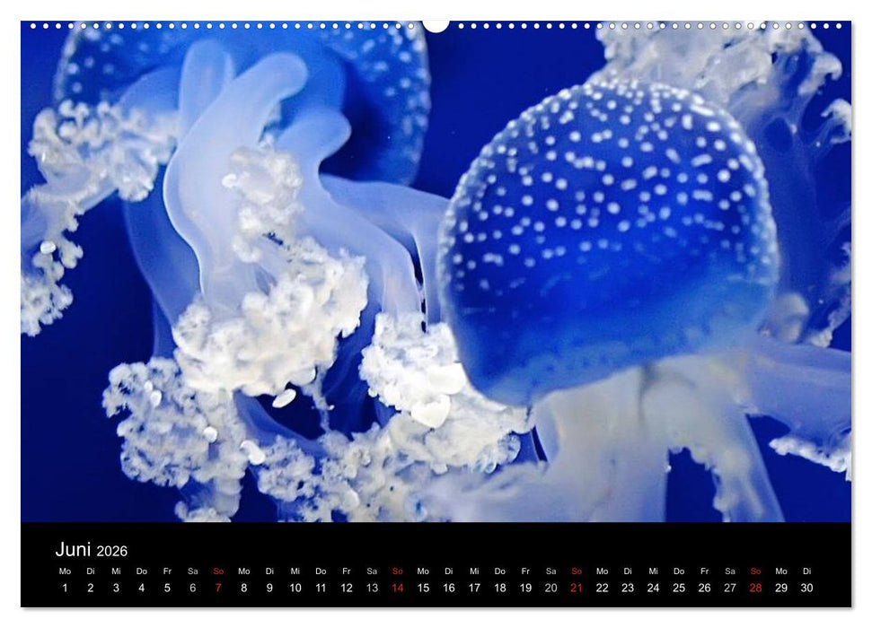 Quallen • Ätherische Wunderwesen (CALVENDO Premium Wandkalender 2026)