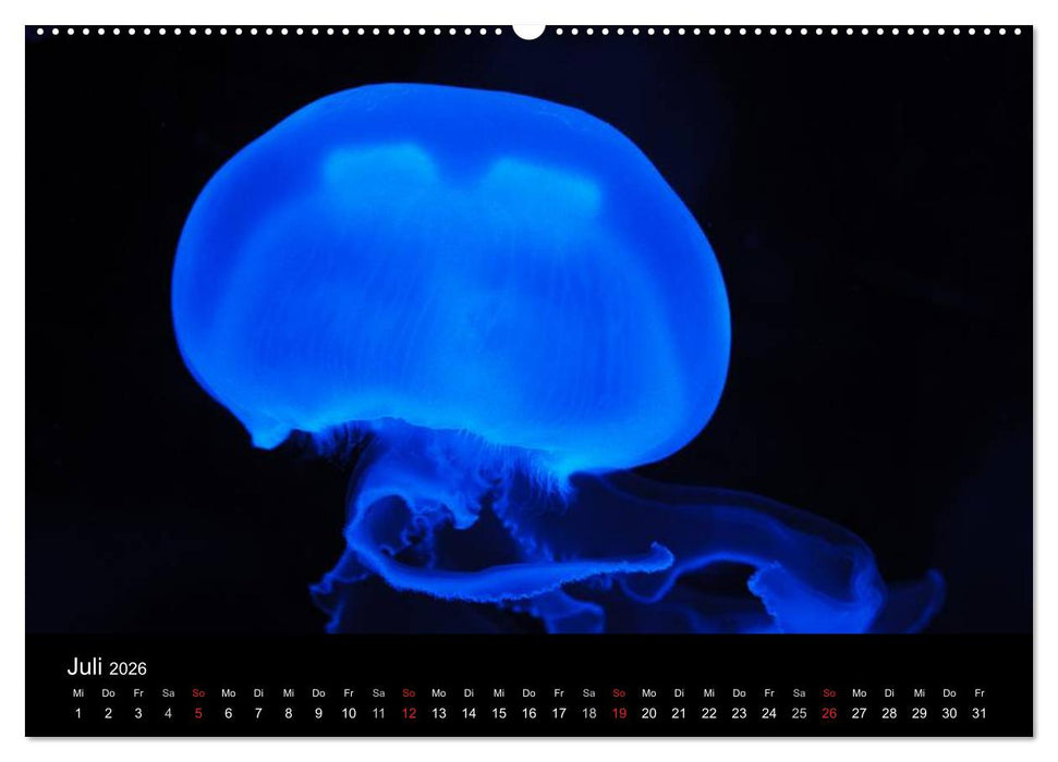 Quallen • Ätherische Wunderwesen (CALVENDO Premium Wandkalender 2026)