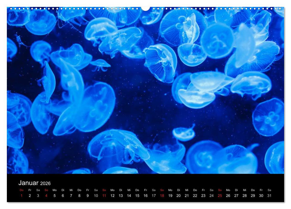 Quallen • Ätherische Wunderwesen (CALVENDO Wandkalender 2026)