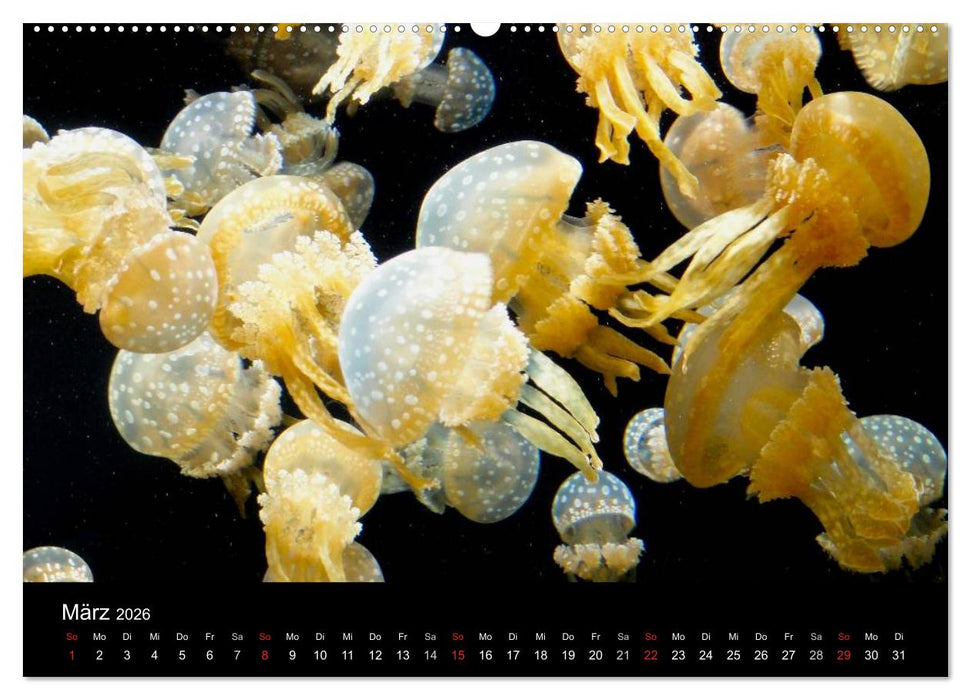 Quallen • Ätherische Wunderwesen (CALVENDO Wandkalender 2026)