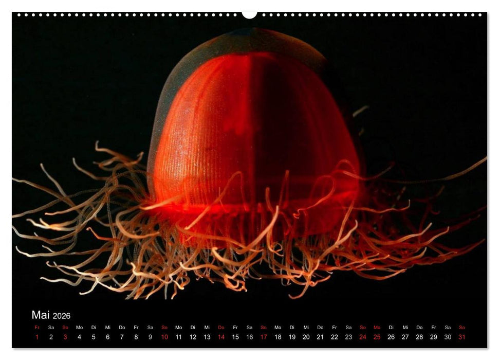 Quallen • Ätherische Wunderwesen (CALVENDO Wandkalender 2026)
