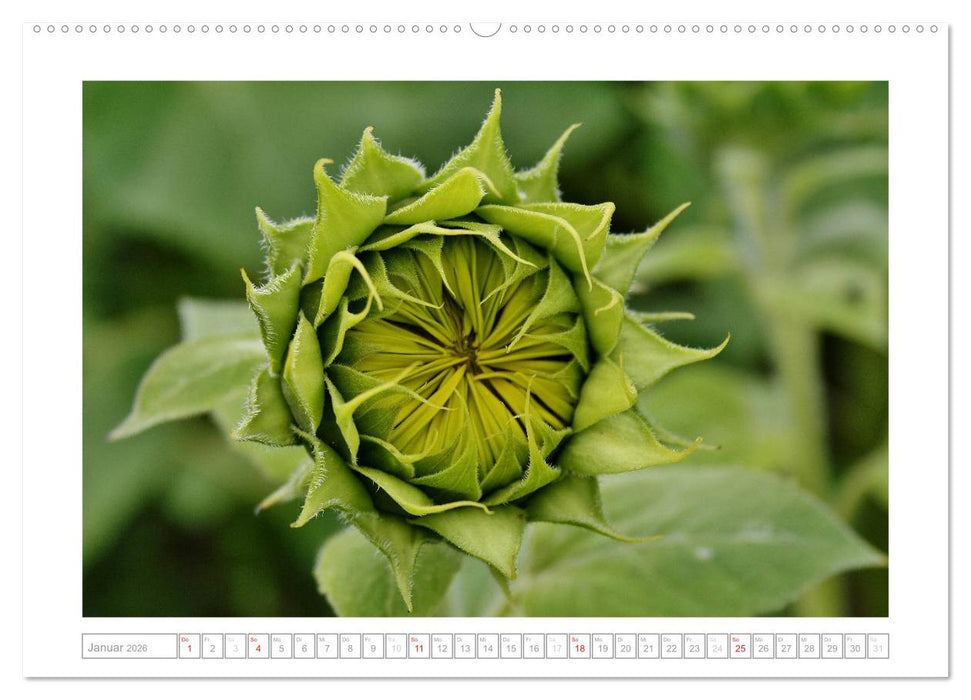 Sonnentage 2026 (CALVENDO Premium Wandkalender 2026)