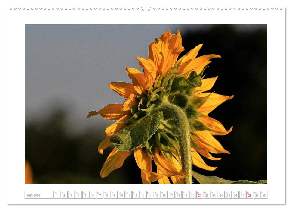 Sonnentage 2026 (CALVENDO Premium Wandkalender 2026)