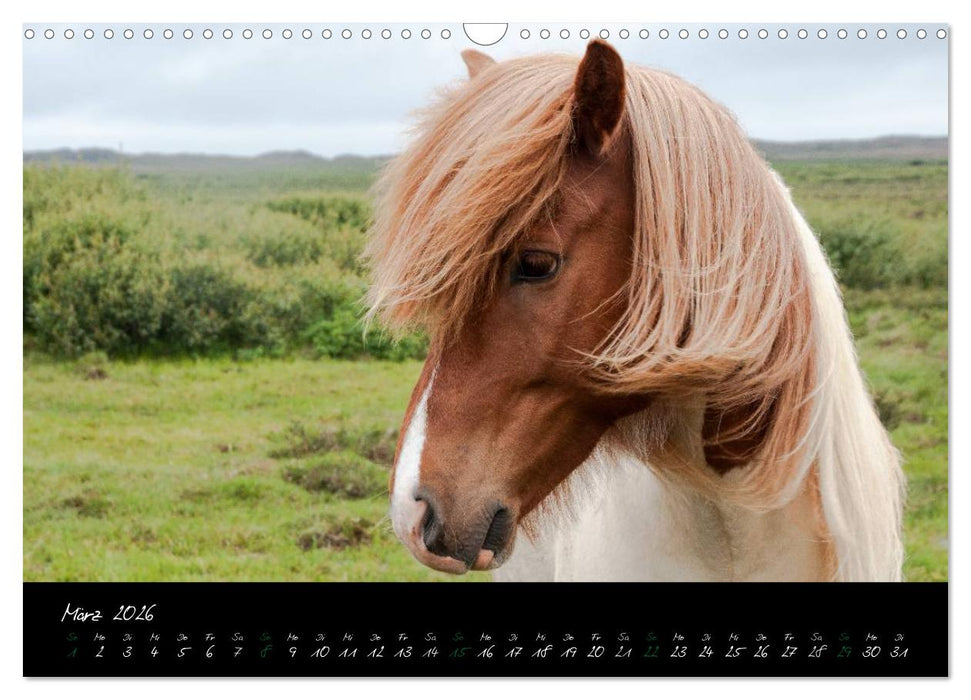 Charakterköpfe Islandpferde (CALVENDO Wandkalender 2026)