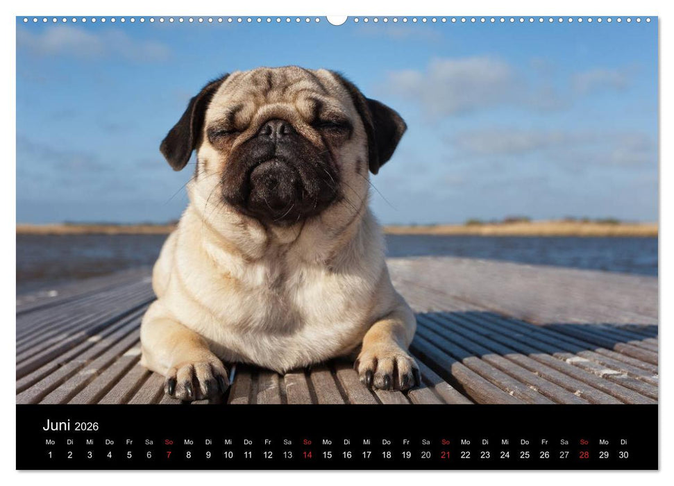 Mops 2026 (CALVENDO Premium Wandkalender 2026)