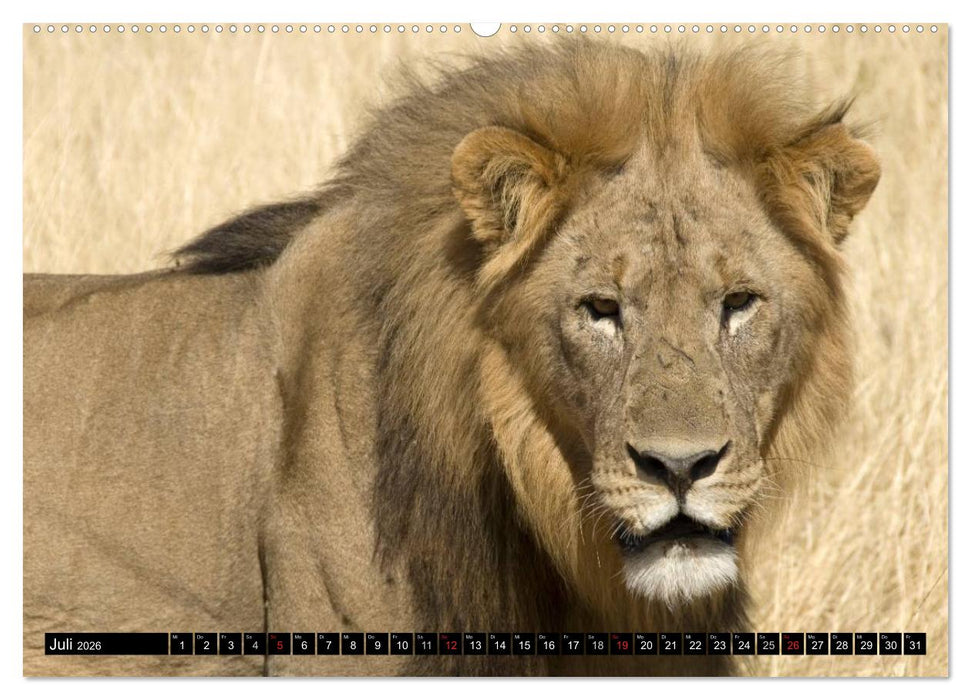 Faszination Namibia (CALVENDO Premium Wandkalender 2026)