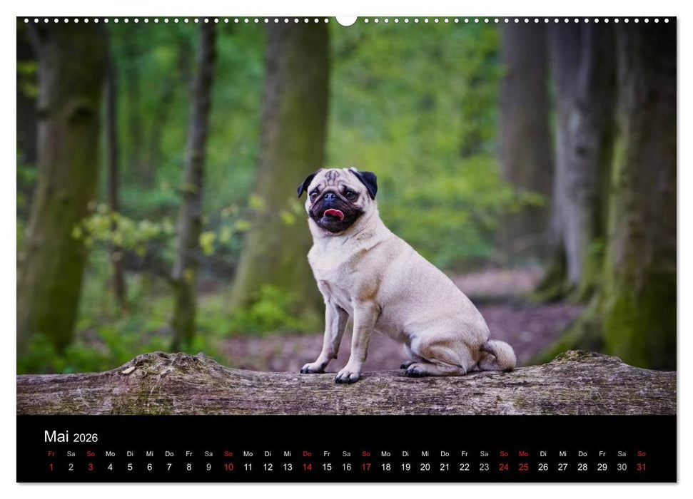 Mops 2026 (CALVENDO Wandkalender 2026)