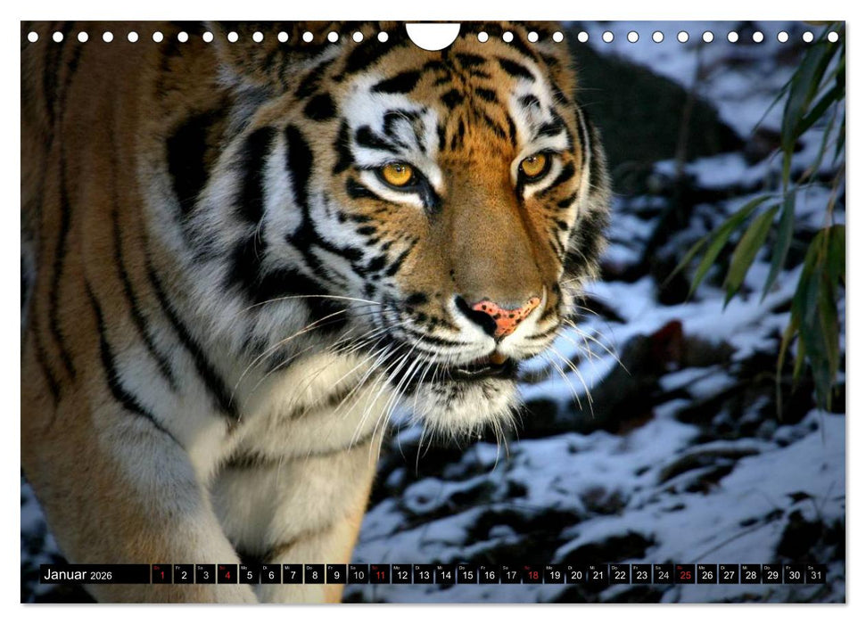 Tiger - die leisen Jäger des Dschungels (CALVENDO Wandkalender 2026)