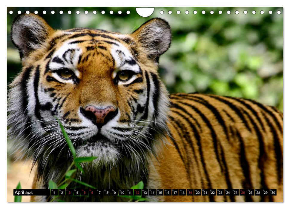 Tiger - die leisen Jäger des Dschungels (CALVENDO Wandkalender 2026)
