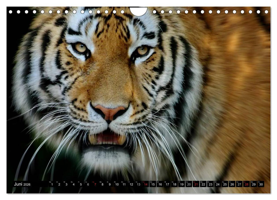 Tiger - die leisen Jäger des Dschungels (CALVENDO Wandkalender 2026)