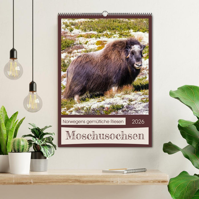 Moschusochsen - Norwegens gemütliche Riesen (CALVENDO Wandkalender 2026)