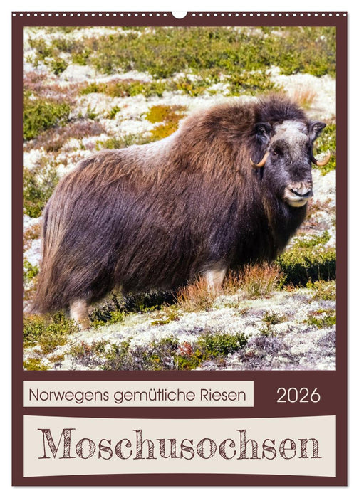 Moschusochsen - Norwegens gemütliche Riesen (CALVENDO Wandkalender 2026)