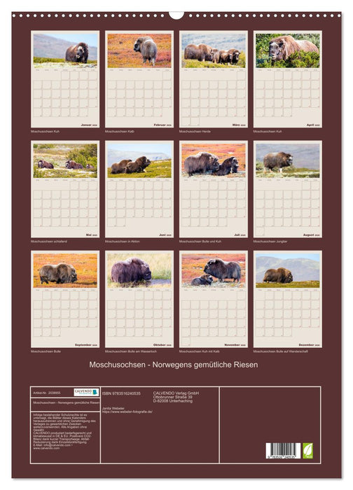 Moschusochsen - Norwegens gemütliche Riesen (CALVENDO Wandkalender 2026)
