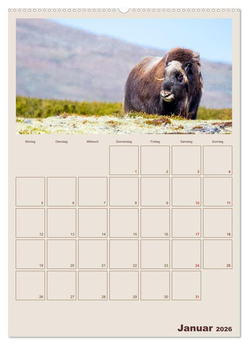 Moschusochsen - Norwegens gemütliche Riesen (CALVENDO Wandkalender 2026)