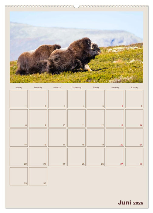 Moschusochsen - Norwegens gemütliche Riesen (CALVENDO Wandkalender 2026)