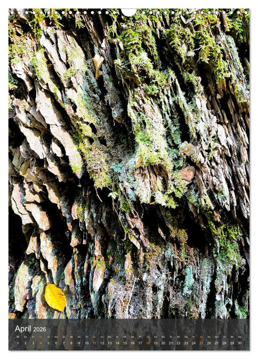 Eifel Traumpfad Höhlen- und Schluchtenstieg (CALVENDO Wandkalender 2026)