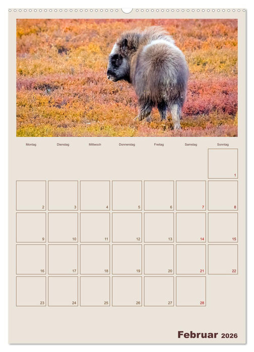 Moschusochsen - Norwegens gemütliche Riesen (CALVENDO Premium Wandkalender 2026)