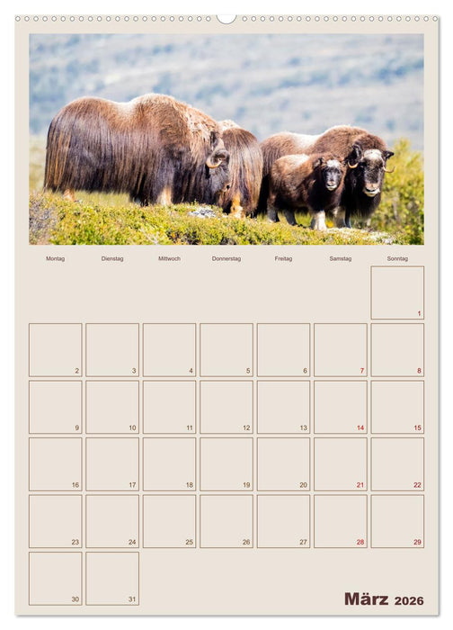 Moschusochsen - Norwegens gemütliche Riesen (CALVENDO Premium Wandkalender 2026)