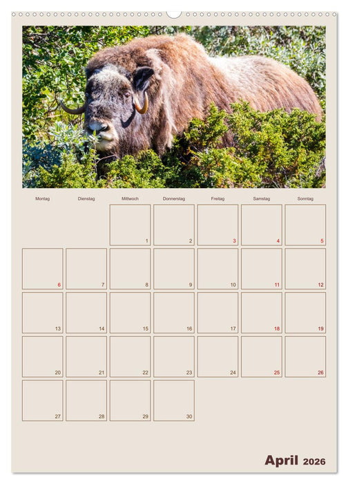 Moschusochsen - Norwegens gemütliche Riesen (CALVENDO Premium Wandkalender 2026)