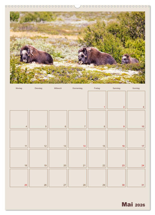 Moschusochsen - Norwegens gemütliche Riesen (CALVENDO Premium Wandkalender 2026)